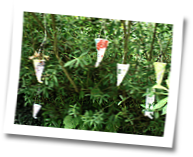 garten-feldstrasse-tulpenbaum-019.png